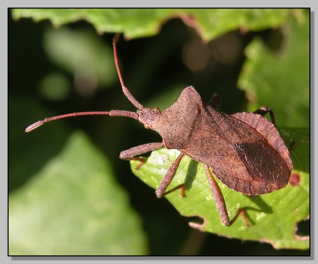Coreus marginatus